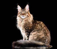 Pisica Maine Coon